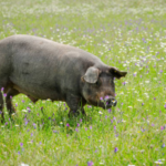 Di Tengah Tekanan, Cina Alami Peralihan Babi Hitam Lokal yang Dinilai Lebih Berkualitas dari Impor Barat