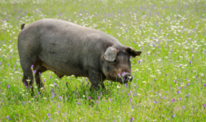 Di Tengah Tekanan, Cina Alami Peralihan Babi Hitam Lokal yang Dinilai Lebih Berkualitas dari Impor Barat