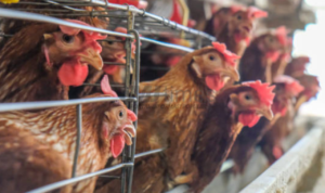 Ada Indonesia, Arab Saudi Larang Impor Unggas dan Telur dari 40 Negara untuk Jaga Keamanan Pangan