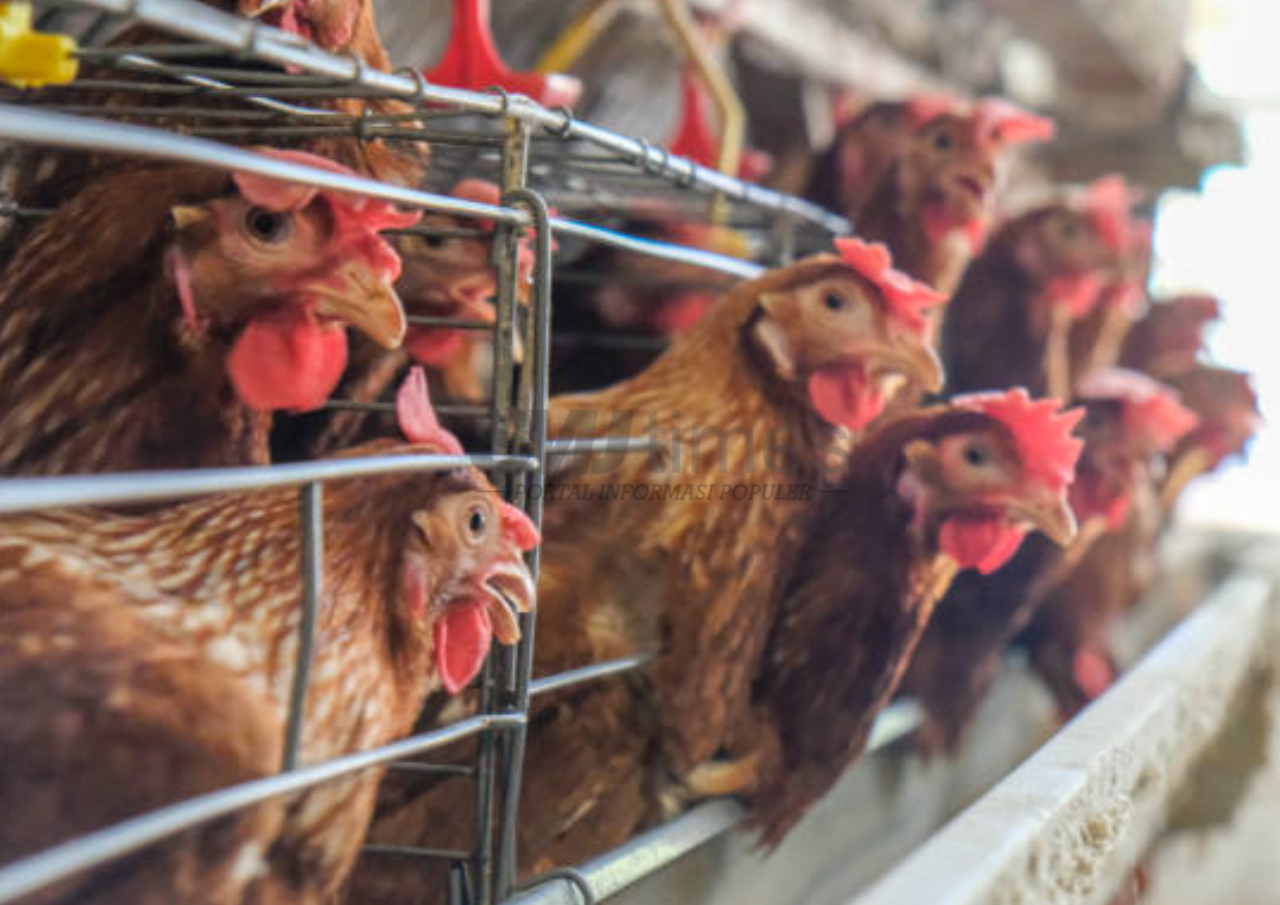 Ada Indonesia, Arab Saudi Larang Impor Unggas dan Telur dari 40 Negara untuk Jaga Keamanan Pangan