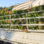 Capai Lebih dari 3,2 Juta Ton per Tahun, Indonesia Jadi Produsen Nanas Terbesar di Dunia