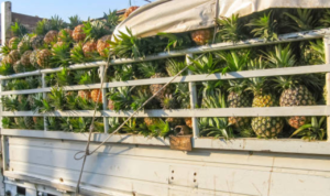 Ilustrasi Capai Lebih dari 3,2 Juta Ton per Tahun, Indonesia Jadi Produsen Nanas Terbesar di Dunia