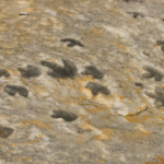 Ilmuwan Temukan Jejak Kaki Dinosaurus Sepanjang 1,25 Meter di Langit-Langit Gua di Prancis