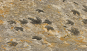 Ilmuwan Temukan Jejak Kaki Dinosaurus Sepanjang 1,25 Meter di Langit-Langit Gua di Prancis