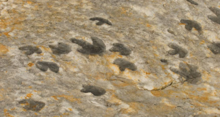 Ilmuwan Temukan Jejak Kaki Dinosaurus Sepanjang 1,25 Meter di Langit-Langit Gua di Prancis