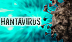 Dinkes Ungkap Temuan 4 Kasus Hantavirus di DKI Jakarta, Satu Orang Dinyatakan Suspek