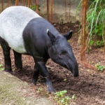 Awal Juli Tapir Sumatera Terbunuh di Lampung, Berikut Penyebab Mereka Masuk Kawasan Permukiman