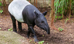 Awal Juli Tapir Sumatera Terbunuh di Lampung, Berikut Penyebab Mereka Masuk Kawasan Permukiman