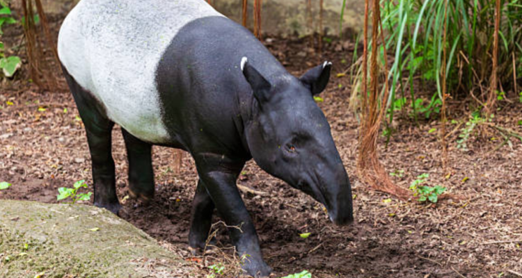 Awal Juli Tapir Sumatera Terbunuh di Lampung, Berikut Penyebab Mereka Masuk Kawasan Permukiman