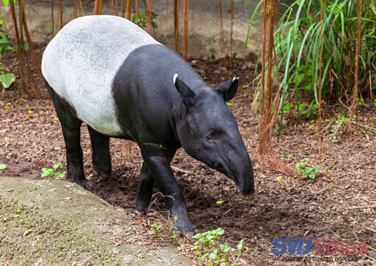 Awal Juli Tapir Sumatera Terbunuh di Lampung, Berikut Penyebab Mereka Masuk Kawasan Permukiman