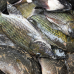 Ilustrasi ikan nila hitam Bawa Dampak Buruk bagi Perairan, Thailand Akan Lakukan Pemberantasan Ikan Nila Hitam
