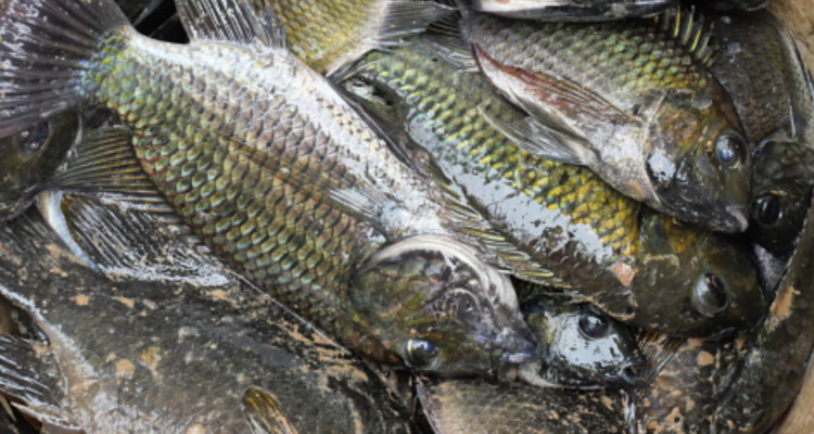 Ilustrasi ikan nila hitam Bawa Dampak Buruk bagi Perairan, Thailand Akan Lakukan Pemberantasan Ikan Nila Hitam