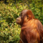 Seekor Orang Utan Dewasa Terekam Kamera Berada di Jalan Penuh Lumpur Bekas Karhutla Kalimantan
