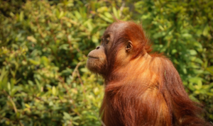 Seekor Orang Utan Dewasa Terekam Kamera Berada di Jalan Penuh Lumpur Bekas Karhutla Kalimantan