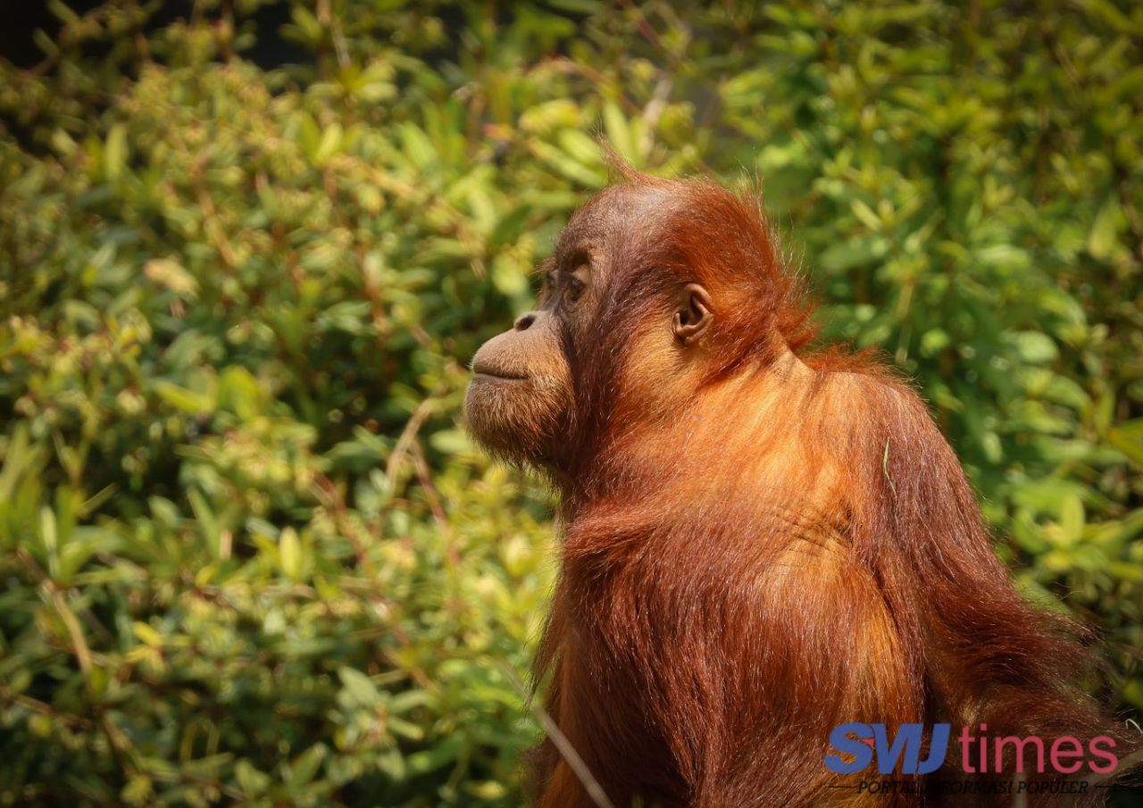 Seekor Orang Utan Dewasa Terekam Kamera Berada di Jalan Penuh Lumpur Bekas Karhutla Kalimantan