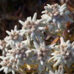 Imbas Karhutla, 10 Hektare Lahan Bunga Edelweiss di Gunung Ciremai Terbakar Hangus