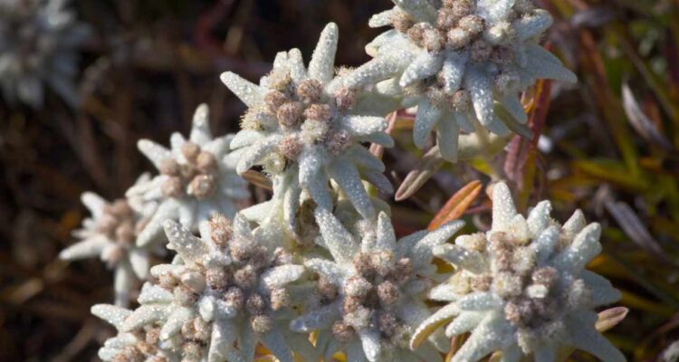 Imbas Karhutla, 10 Hektare Lahan Bunga Edelweiss di Gunung Ciremai Terbakar Hangus
