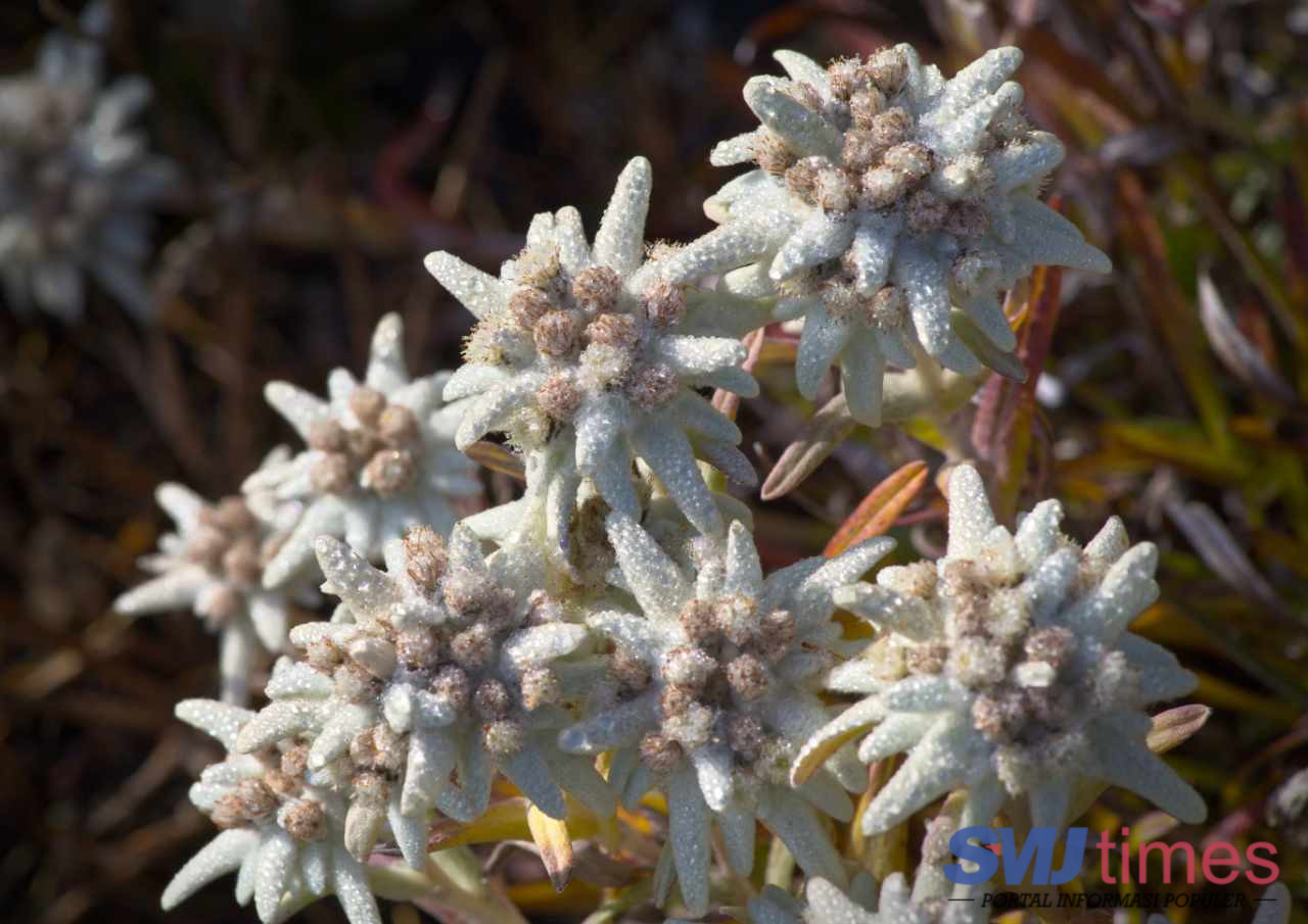 Imbas Karhutla, 10 Hektare Lahan Bunga Edelweiss di Gunung Ciremai Terbakar Hangus
